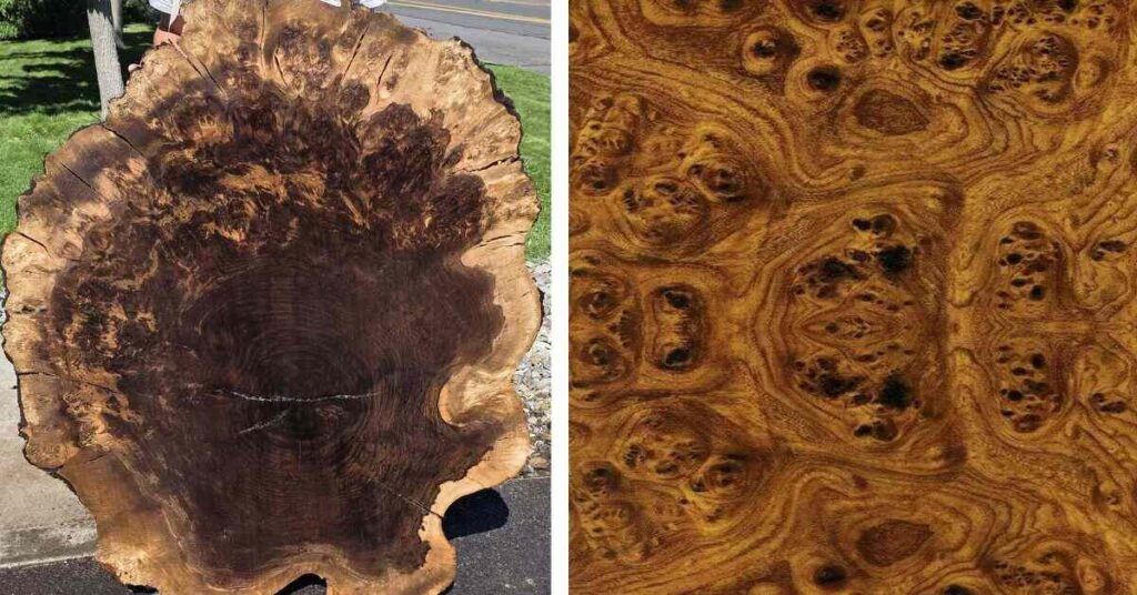 Best Wood Types Used for Burl Furniture